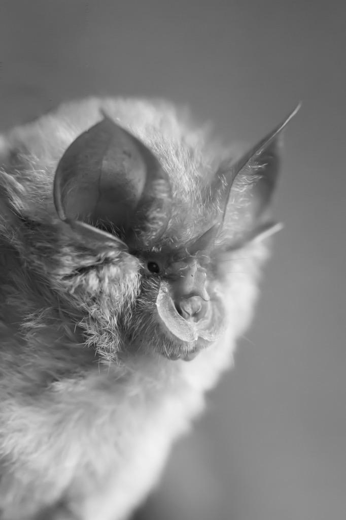 mattzeale's tweet photo. Images from a productive summer researching the impact of artificial lighting on lesser horseshoe #Bats @BristolUni http://t.co/dsIegeZewq
