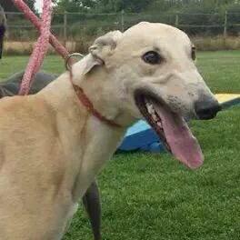 NWDogRescue's tweet image. Murphy is a fab #greyhound in rescue in #Shropshire he'd love a furever home plz #k9hour findingfureverhomes.org.uk