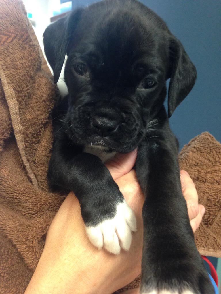 wendywillan's tweet photo. He's growing! 💕 #Goliath #furbaby #Boxers #puppies #puppylove #puppyeyes #reversebrindle #RunningPartner http://t.co/5dxcA55ZCg