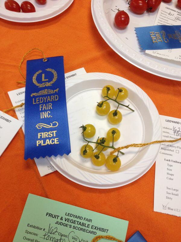 thapopejon's tweet photo. #LedyardFair my White Currents got the first place ribbon for small #tomatoes #ConnecticutGrown http://t.co/SPI5CFBow8