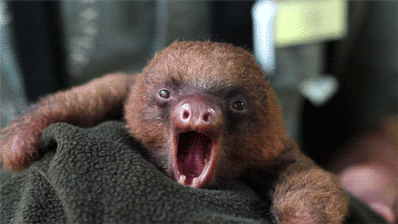 moegadishu's tweet photo. yawning #sloth http://t.co/KAV7FHRgTu