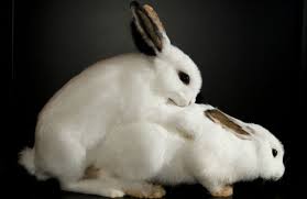 13&ordm; Mandamiento: Follareis como conejos. http://t.co/yIbNBtheKi<a href="/tag/unplacerdelavidaes"class="tags"><span>#unplacerdelavidaes</span></a><a href="/tag/tardestraviesas"class="tags"><span>#tardestraviesas</span></a>