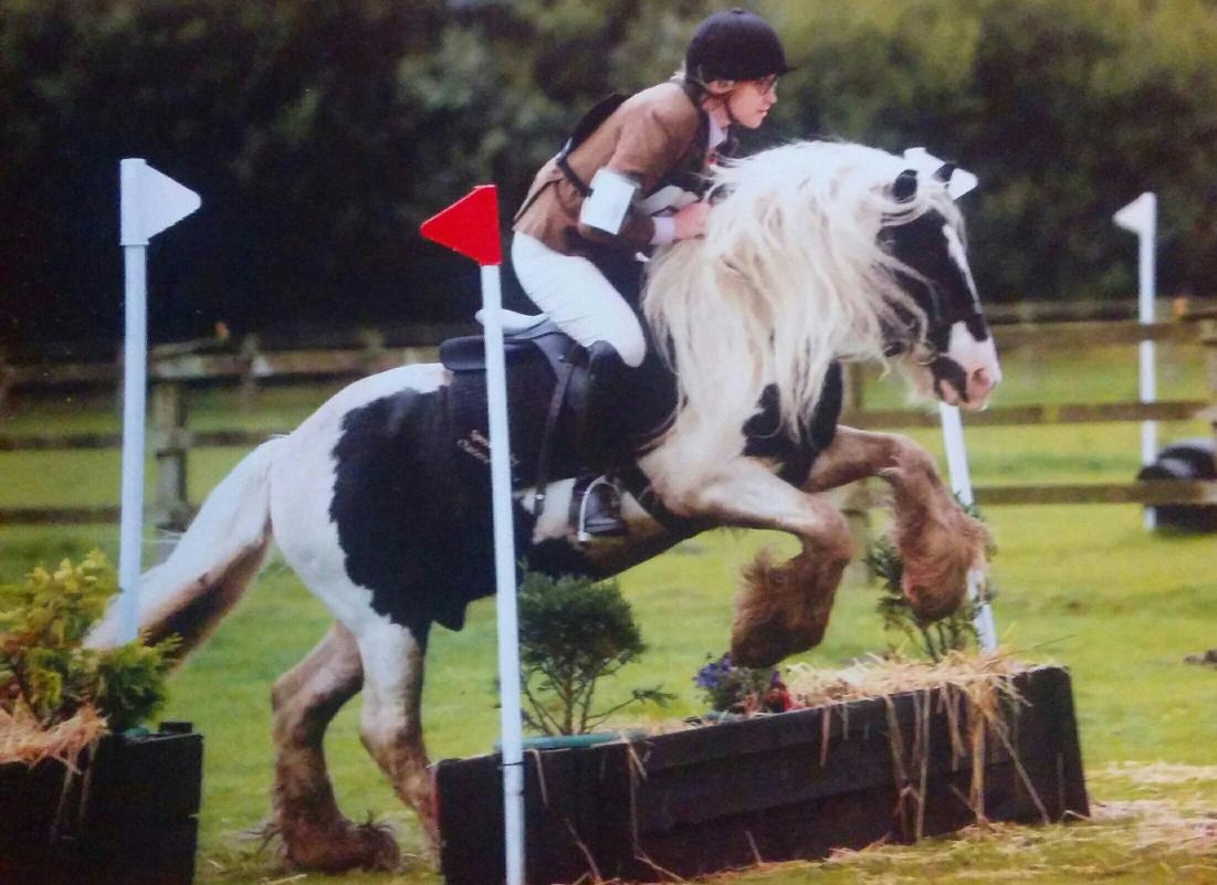 lara_houlden's tweet image. Mr Tickles bank holiday Monday show jumping and cross country! He's a super little cob!