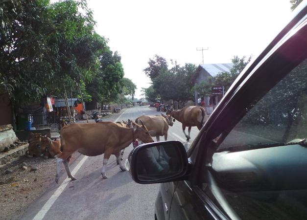 Beda dengan Jakarta, Macet di Sumbawa Malah Bikin Tertawa detik.id/6PxiVJ  via @detiktravel