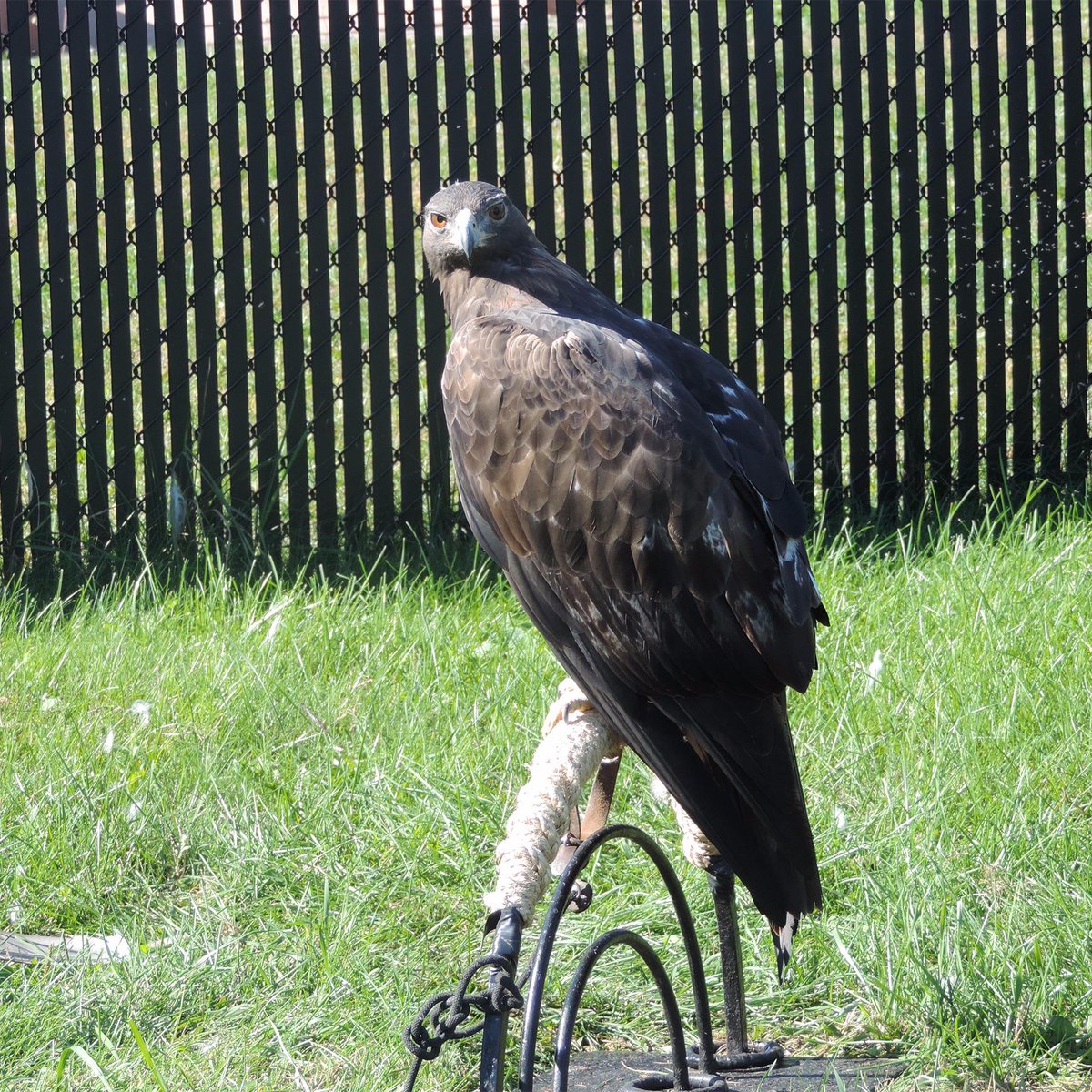 Golden eagle Donald enjoying a beautiful September morning! #nationaleaglecenter #eagles #birds #fall #wabashamn