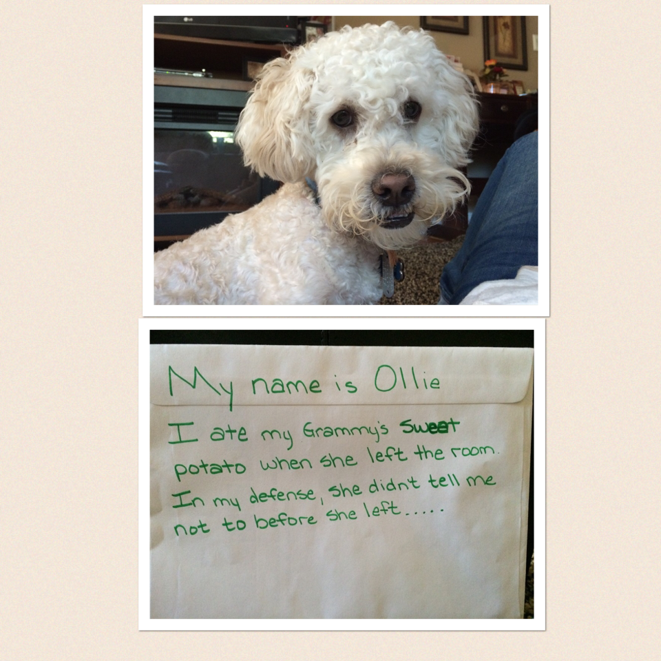 FreckledOne67's tweet image. #OlafOlliePop #MischieviousPup pic-collage.com/_velaejPR