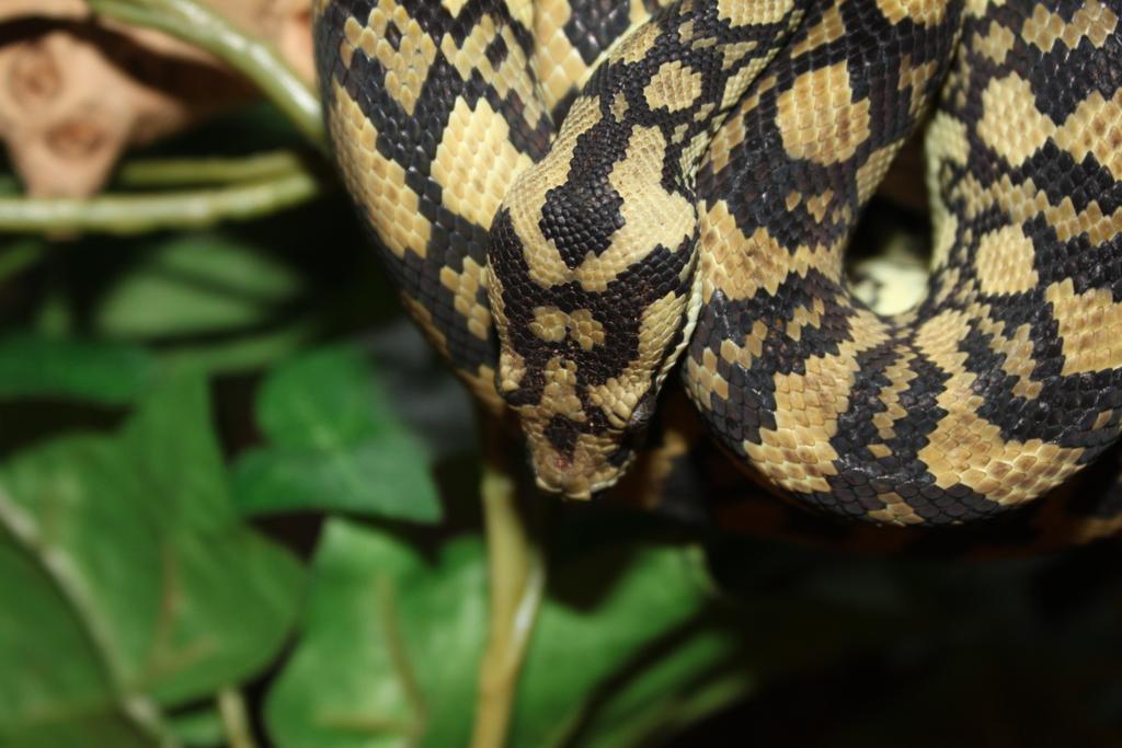reptilian_freak's tweet image. Lucy our coastal carpet python #pythons #coastalcarpetpython #reptiles #snakes #ausstralian #aussieED #aussiepythons