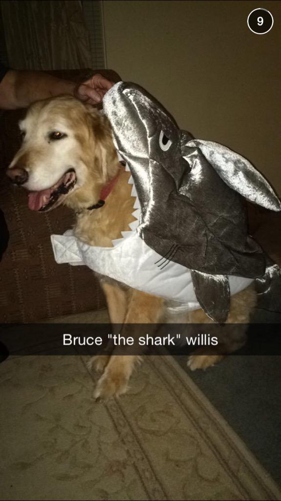sammihohn's tweet photo. Tell me our dog is not the cutest. 😍😍 #hellomynamesbruce #fisharefriends http://t.co/ngQexDpd68