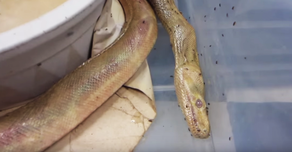 PETAShares's tweet photo. Reptiles in the pet trade have been found so neglected that sometimes their DEATHS went unnoticed! #RespectReptiles http://t.co/HjXXcTwRDq