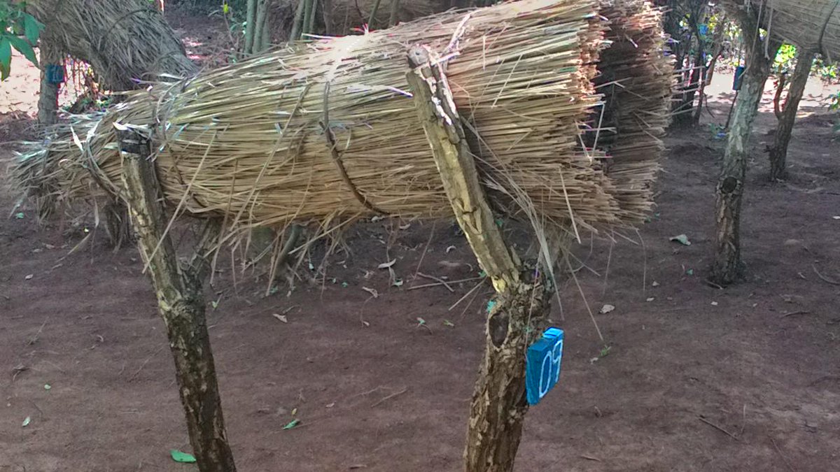 AgriSkills4You's tweet photo. At ICCO, AS4Y supports youths to acquire skills in bee-keeping. Take a look at impact picture in West Nile - Uganda. http://t.co/ON64LoA3Kb