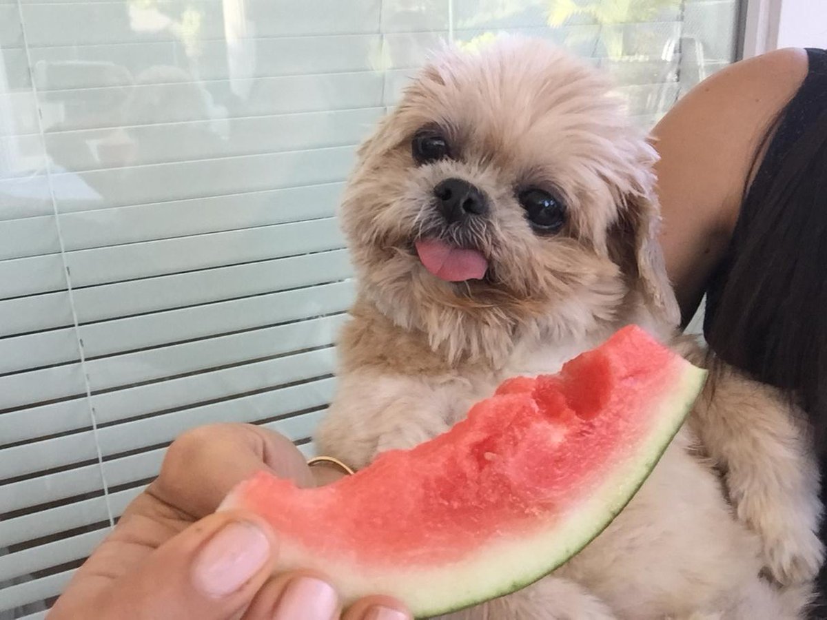 MarnieTheDog's tweet photo. They have watermelon http://t.co/1zxMe2XmLS