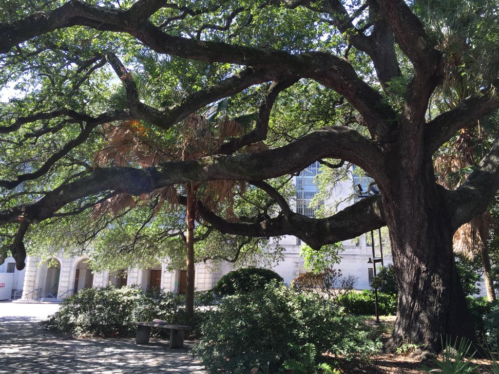 Dipping into the Soul under the Ancestral Tree #AGoL15