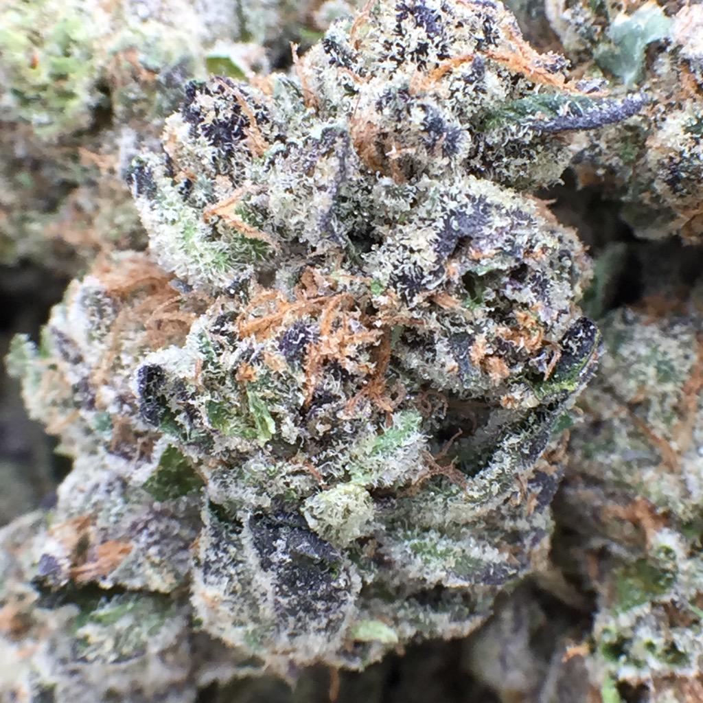 CEfforts916's tweet photo. Fresh batch of "Berner's Cookies" just dropped!!  2831 Fruitridge Rd Sacramento, CA http://t.co/9kRun4t8IE
