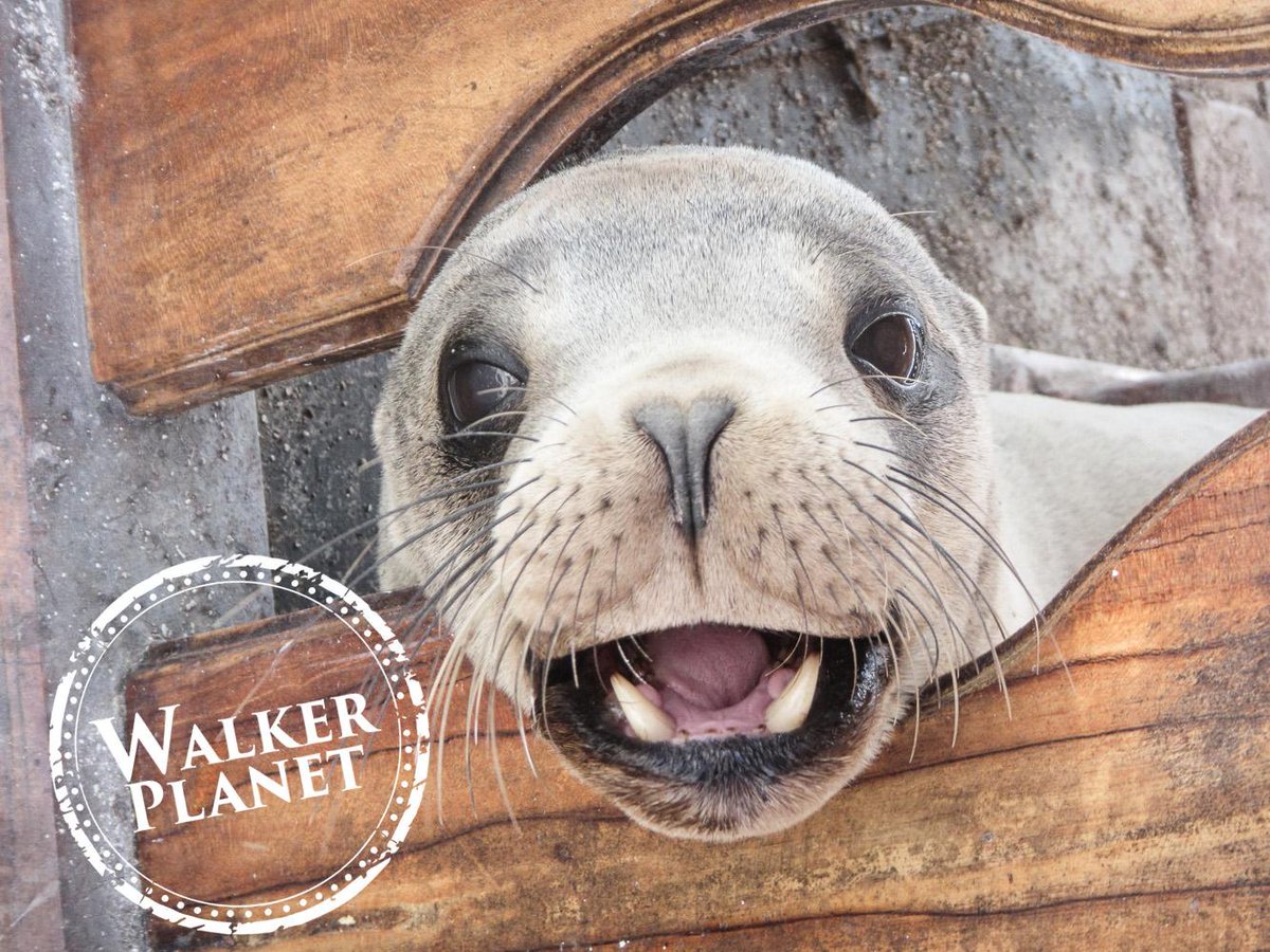 WalkerPlanetcom's tweet image. Say Hi! Captured at #Galapagos. #Nature is #Awesome