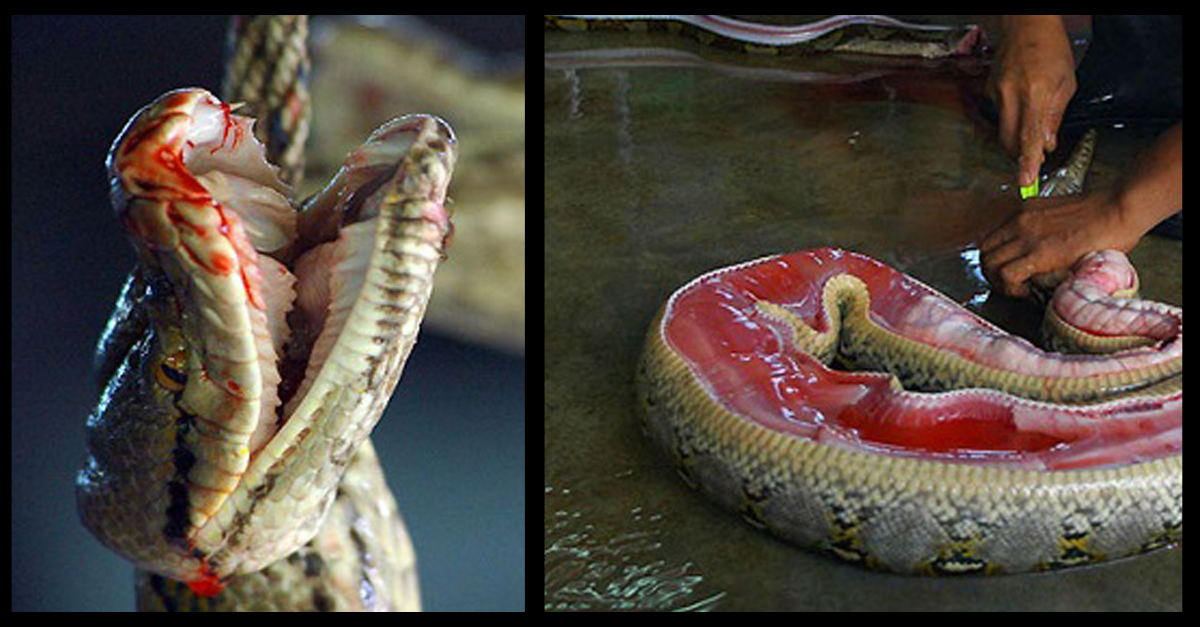 PETAShares's tweet photo. Snakes killed for "fashion" are often skinned while they're still ALIVE & able to feel pain! #RespectReptiles http://t.co/VblE0RGi6i