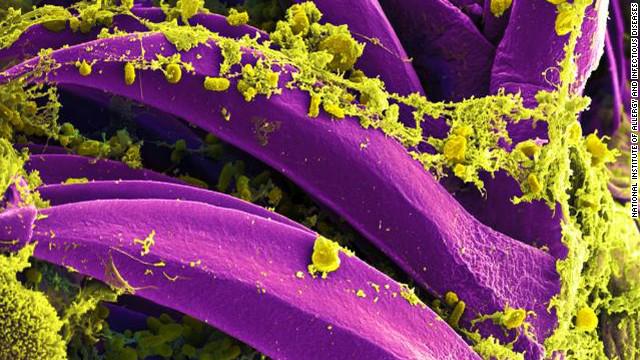 CNN Breaking News tweet media