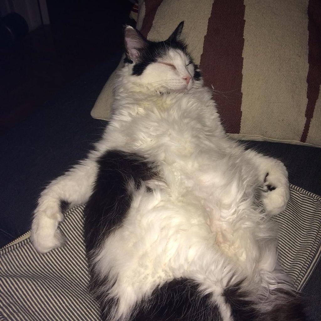 Long day at the buffet. 🍔🍕🍟🍝😴