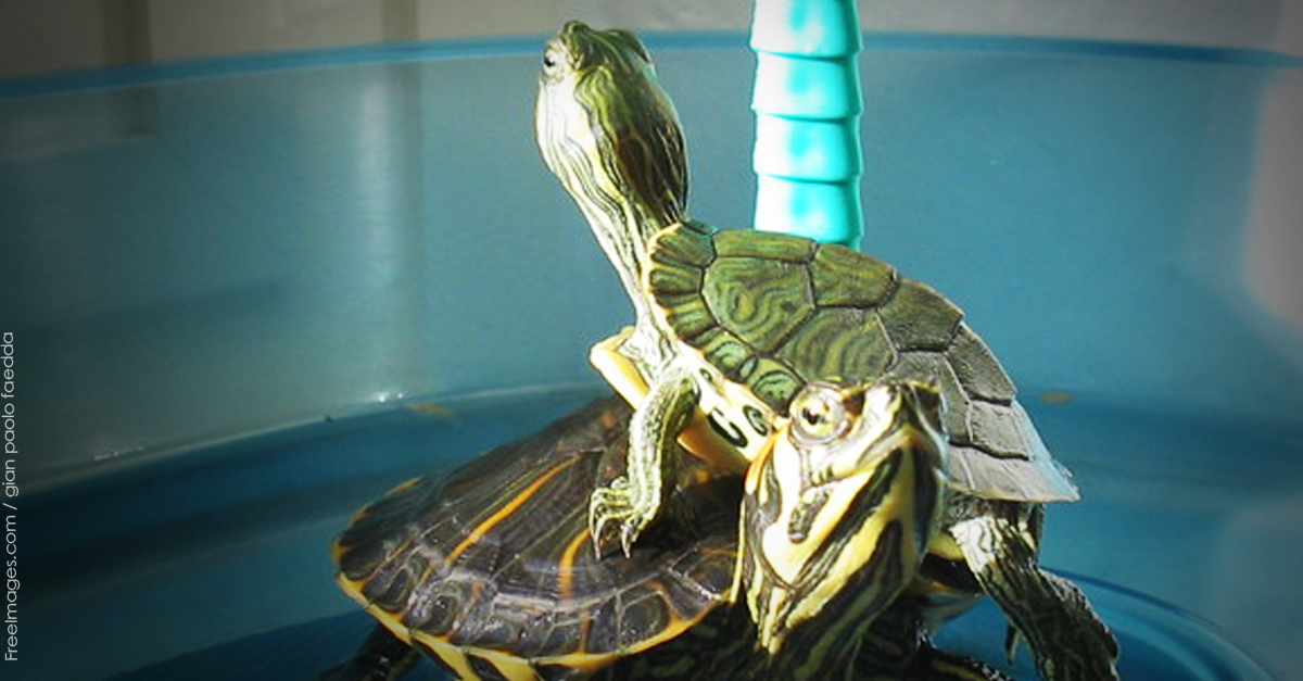 PETAShares's tweet photo. A study found that at least 75% of pet snakes, lizards, & turtles DIE within 1 year in a human home! #RespectReptiles http://t.co/hlfM7dY7DO