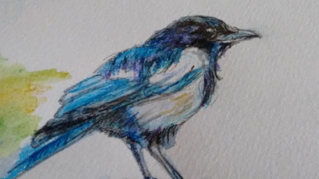 cutekuwaii's tweet photo. @Birds_UK @BritBirdLovers @ArtworksAnimal @derwentpencils  Magpie field sketch made today using Watercolour pencils http://t.co/tWM9Jj0hWR
