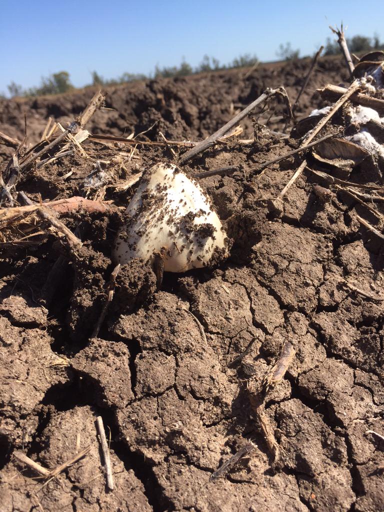 therawbucket's tweet image. #toadstools in #cotton fields? Good sign, bad sign, or nothing?
#imstumped
@CottonResearch @CottonInfoAust