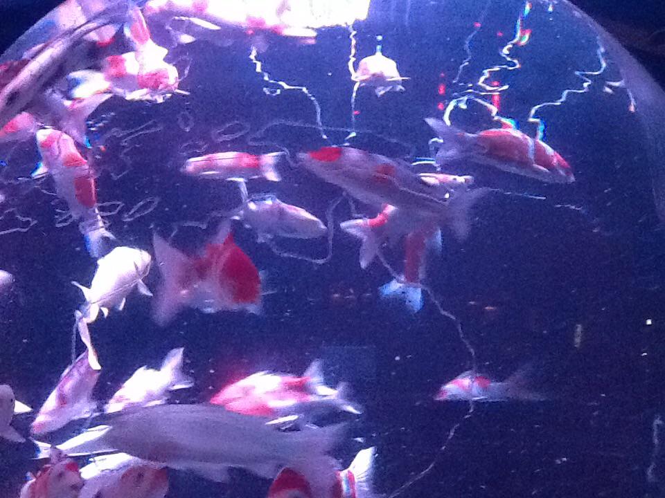 アートアクアリウム Art Aquarium アートアクアリウム展東京日本橋会場情報 今日の金魚 今日の写真も金魚じゃないのですが アースアクアリウムの地球儀部分にいる魚です これは 錦鯉 です これも金魚ですか と お客様に聞かれるのですが錦鯉です