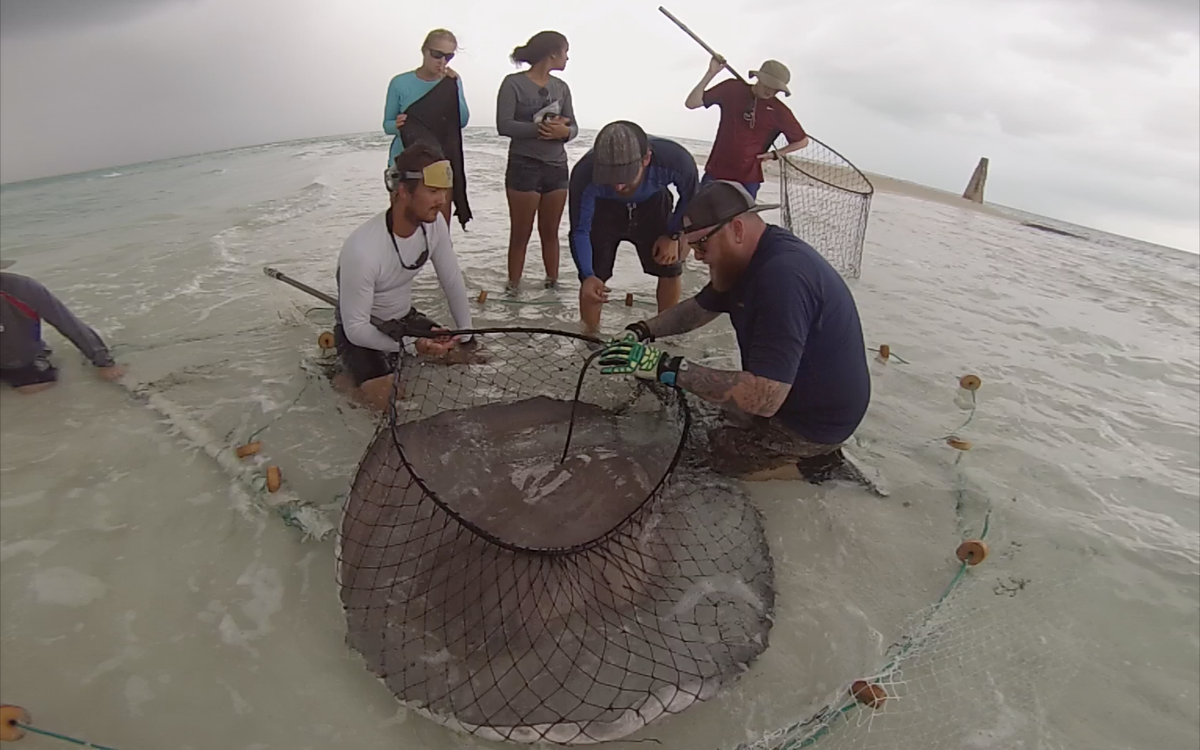 CORE_Science3's tweet photo. #Stingray number 95 since January - 129 wide and 240 total ! @CEIbahamas @edd_brooks @OllieShipley @TheIslandSchool http://t.co/8GoKSzGDI3