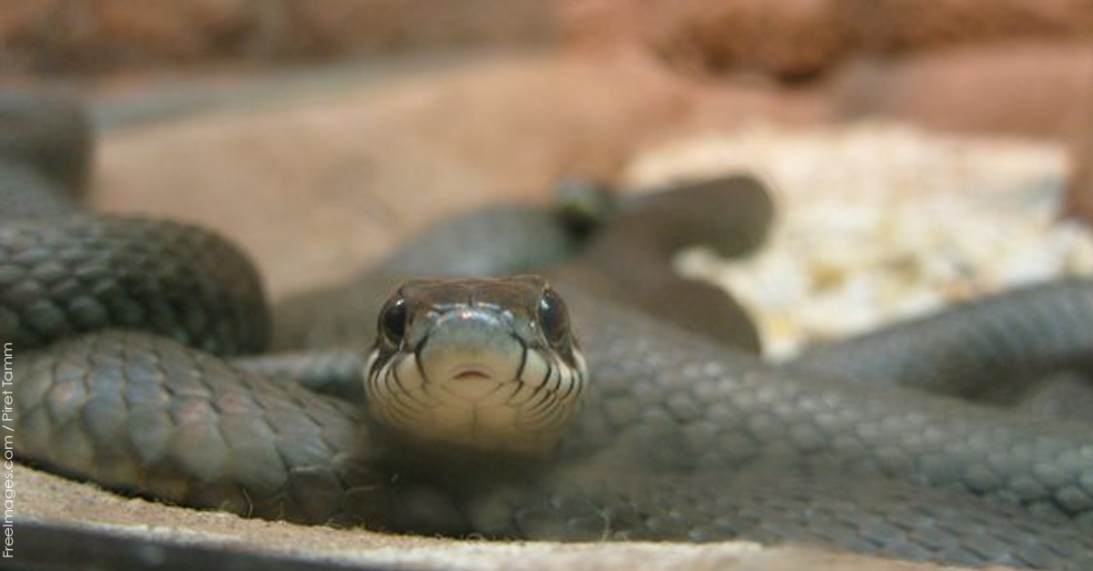 PETAShares's tweet photo. People bored of their "pet" snakes sometimes toss their snakes outside like trash! #RespectReptiles http://t.co/IwlpjGNxzR