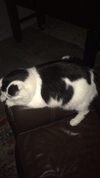 OH MY GOSH😍 MY CAT LOOKS SO CUTE😓 http://t.co/pz7Tnfg3TW