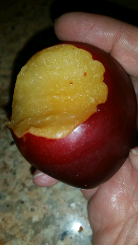 AshiraSimcha's tweet photo. Plum https://t.co/vrXwbDHbV7 @pactapp http://t.co/InSMRPI4Zn