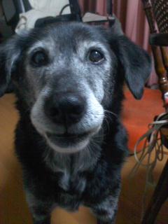 Chobirin 笑う犬ハリー 享年１７歳 皆さんは ハリーは幸せな犬だったよ と慰めてくださいますが 幸せにしてもらっていたのは私たちの方だったよ たくさんの笑顔をありがとう ハリー 秘密結社老犬倶楽部 Http T Co Zvctf9mmz4