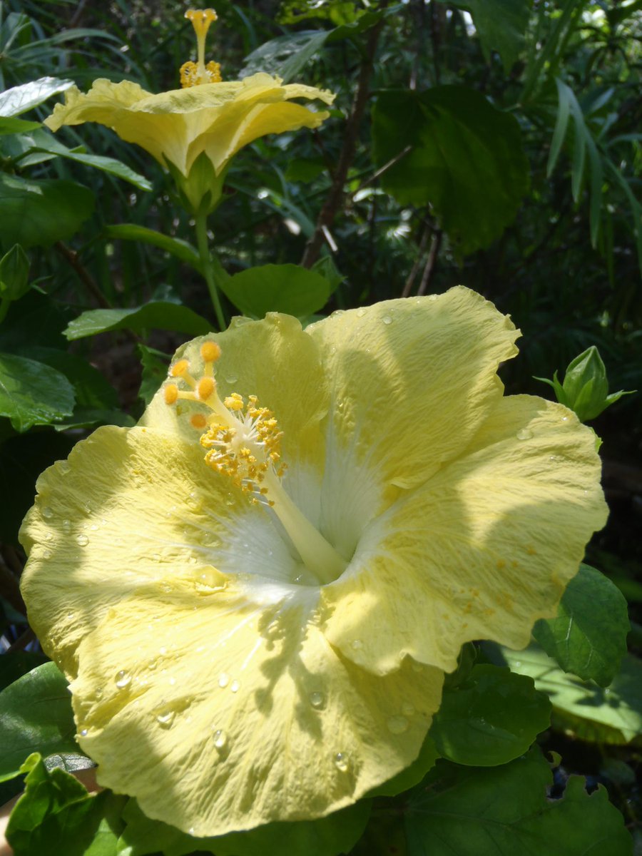 新潟県立植物園 開花情報 ピンク 白 黄色の色鮮やかなハイビスカス が咲いています 南の島ハワイの花になっています 花びらがたくさんある八重咲き品種は 豪華な雰囲気でキレイですよ Mk Http T Co Qzalaund2v