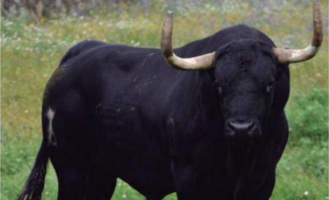 #DEPRompesuelas Tras 20 minutos, Rompesuelas ha sido asesinado.
Un año más la barbarie se impone.
#StopTorodelaVega