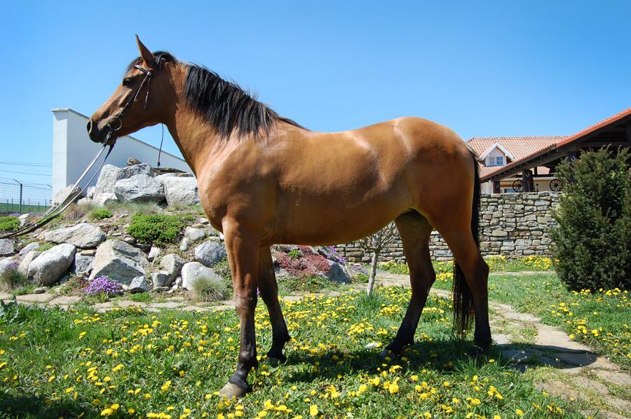 TransylvaniaTU's tweet photo. #HorsebackRiding #Carpathians #AutumnHoliday 
#Reiterreisen #Karpaten #Herbsturlaub
info@transylvaniaunspoken.com http://t.co/gz3UZeSv03