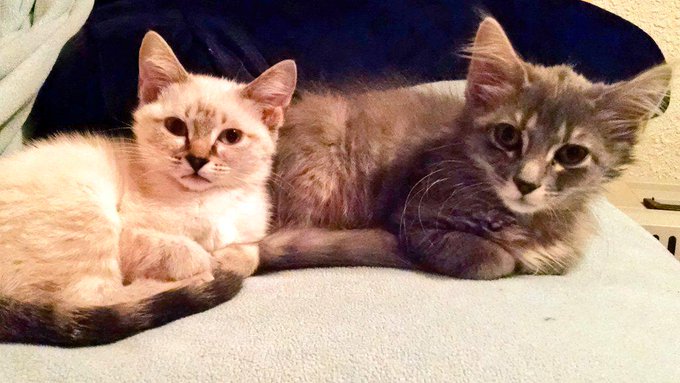 My new babies http://t.co/pslebgZOqd<a href="/tag/thebigleap"class="tags"><span>#thebigleap</span></a>