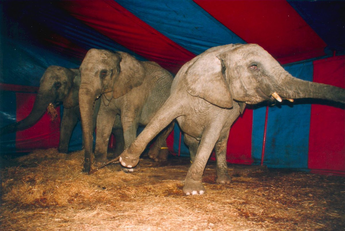 Ab heute tritt das #Wildtierverbot im Zirkus in den Niederlanden in Kraft! Unsere #Petition: PETA.de/Wildtierverbot…