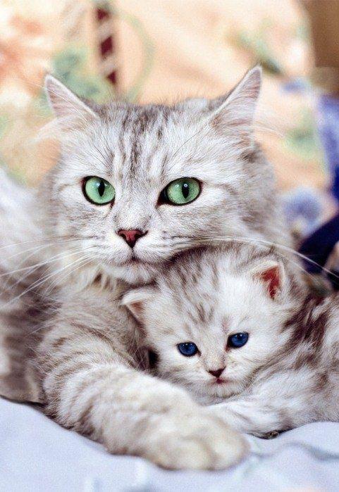 PicsOfCuteCats's tweet photo. So sweet! http://t.co/C1Q8SzRjPG