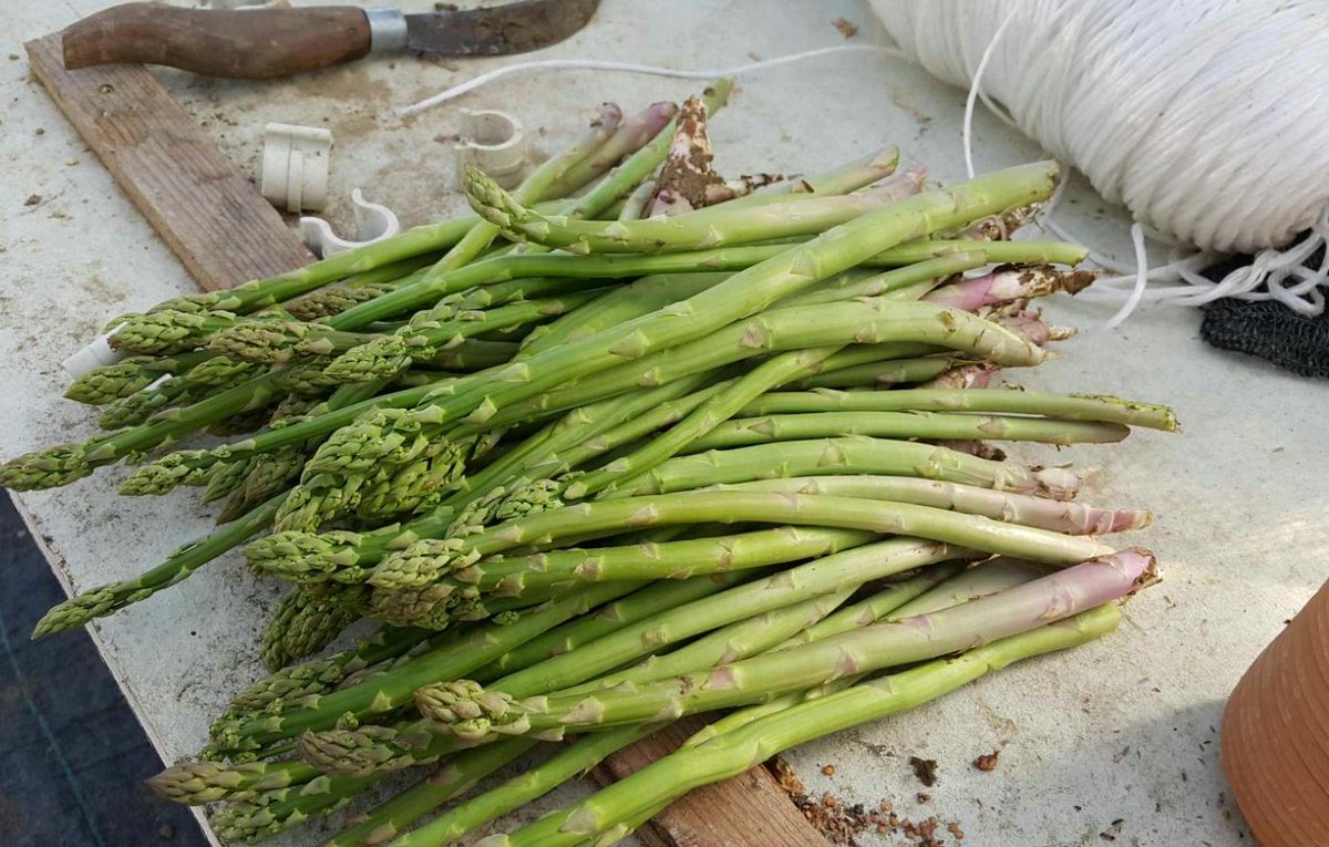 Indoor forced asparagus in northern hemisphere :) TODAY! #spargel #asparagus #asperges #kuşkonmaz #アスパラガス