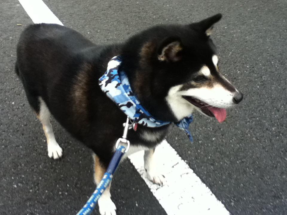 manjirou0324's tweet photo. #拡散希望 #迷子犬 #犬 #東京 #埼玉 2014年9月4日から迷子 の黒柴のしょうたろうを探しています。東武東上線 上板橋駅付近でいなくなったそうです目撃情報など似ている子を見たという方がいたら連絡ください。よろしくお願いします。http://t.co/D15ec3NOuy