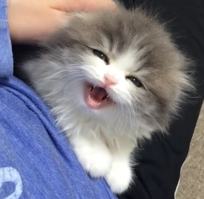 CBSViral's tweet photo. This squeaky little kitty, though... so adorable https://t.co/kHhX18rAJS http://t.co/csRkQjOAIi