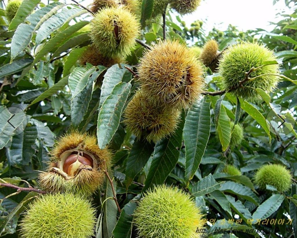 남의 험담을 하는 사람은 '경망한 사람'이고, 이에 맞장구를 치는 사람은 '비겁한 사람'이고, 이를 전하는 사람은 '간사한 사람'이다. - 주자-