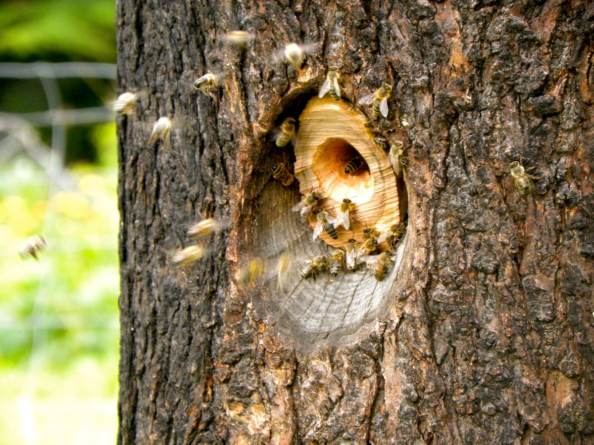 NaturalBeeTrust's tweet image. Bees love log hives
#treebeekeeping
