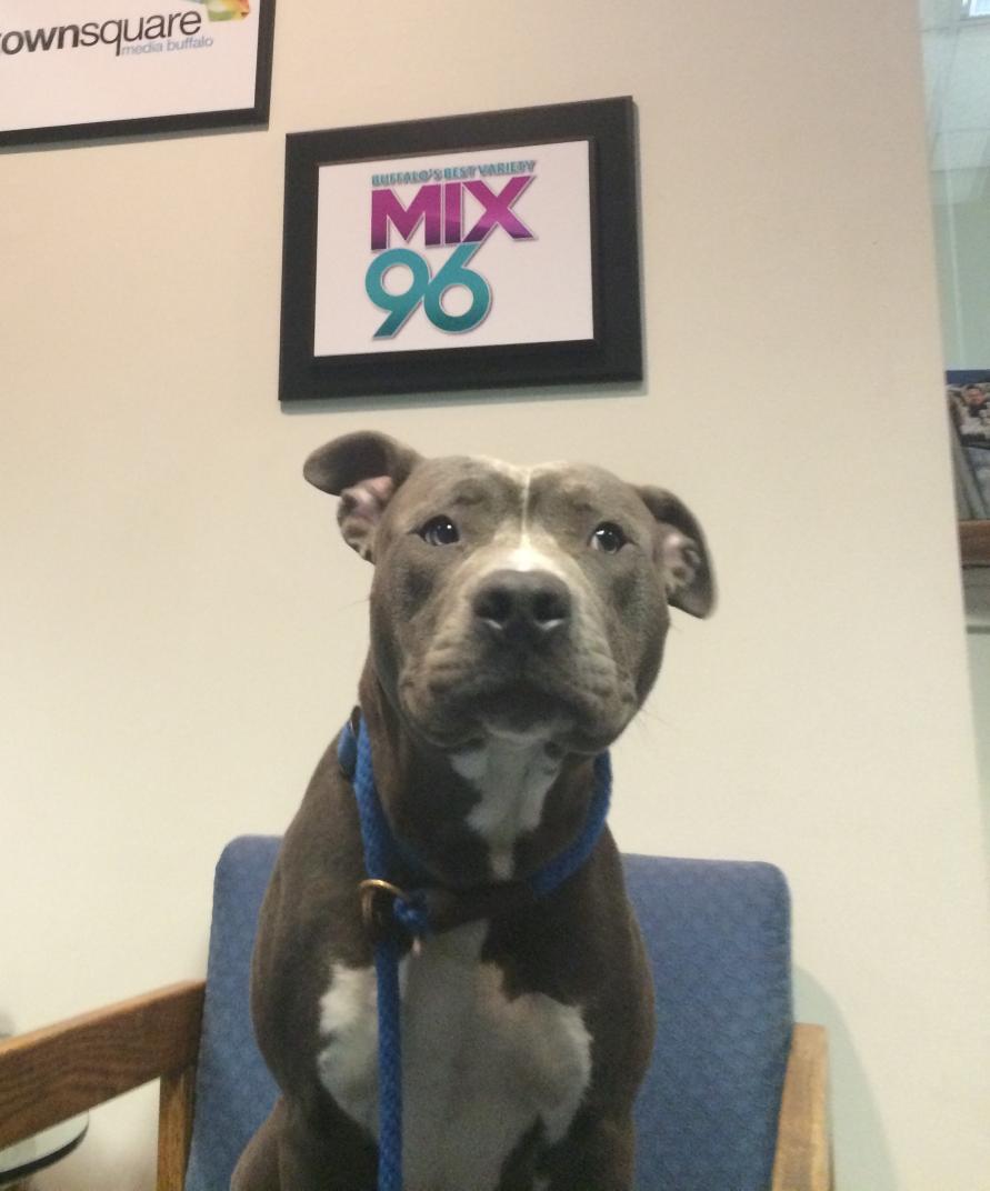 A preview of @mix96buffalo #WetNoseWed w/ <a href="/CBASpets/">BuffaloAnimalShelter</a> &amp; <a href="/VVCofH/">VVC of Hamburg</a> Guess his name! Hint: 80s sitcom had a kid named Wesley