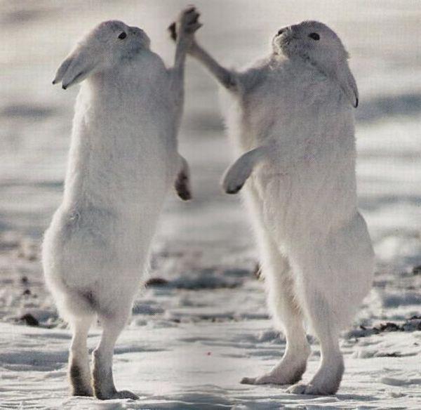 TheCorbinsRock's tweet image. #InappropriateTimesToHighFive Not Knowing If Your Evil Twin Will Throw A Slap Or A Punch. #QuickReflex #rabbit