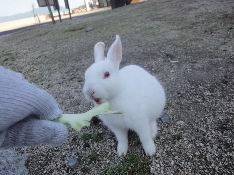 rabbit_isle_bot's tweet photo. https://t.co/idVwfIG9pt