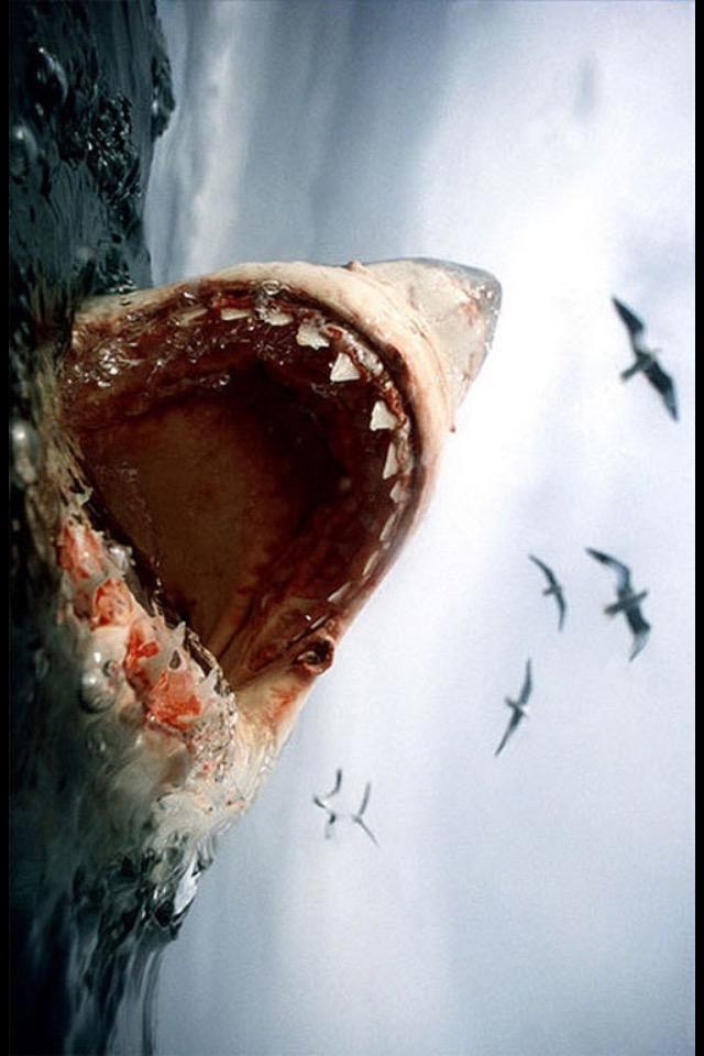 pash_attack's tweet image. So hunger