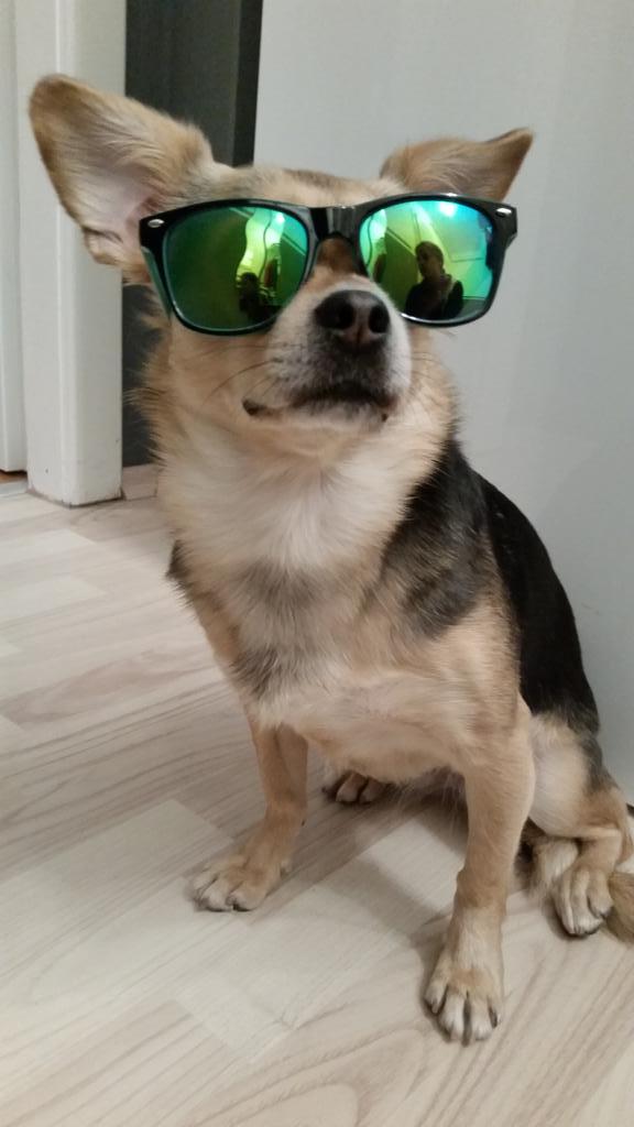 BlueCrush1985's tweet photo. she is just too cool... 😎 #dogswithshades #coolhamster http://t.co/ybX17YlCcf