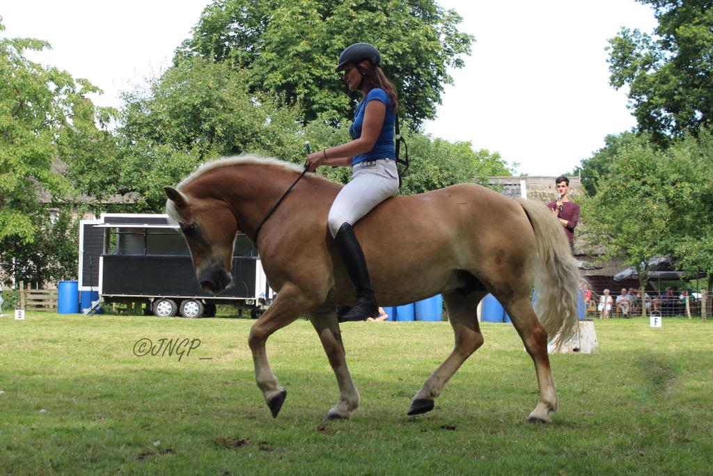 wannaseejesse's tweet photo. @EvaRoemaat deze twee van Orvelte, ik was helaas niet op horse event... 😣 http://t.co/19pN8pOm3T