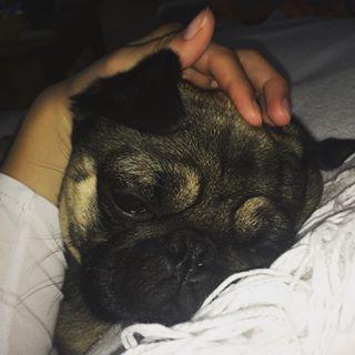 Joy_PhotoCam's tweet image. Ivo 🐾🐶 #pug #pugsofinstgram #puglife #puppy findelight.net/puggie_detail.…