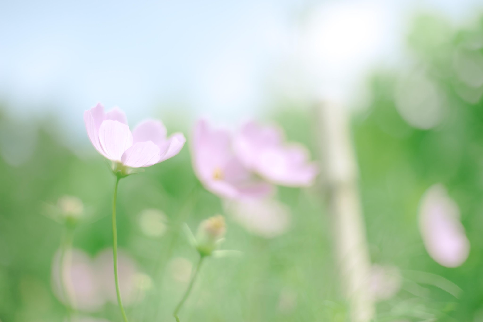 Yasu Foto 花夢 Music コトリンゴ 誰か私を T Co W1yuufypd9 Http T Co 4spbvxvq6b Yasu Foto 花夢 Music コトリンゴ 誰か私を T Co W1yuufypd9 Http T Co 4spbvxvq6b