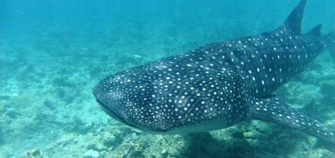 Dive_Report tweet picture